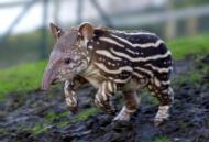 Running tapir